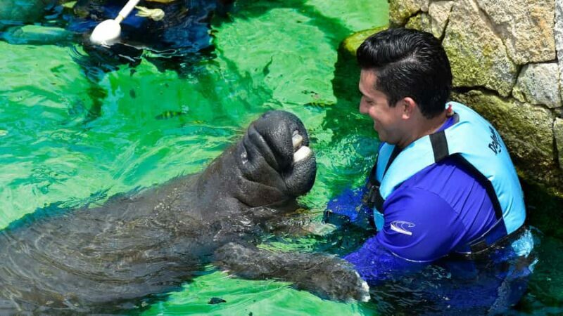 Cancun: Manatee Swimming on Isla Mujeres with Buffet Lunch - Exploring the Manatee Experience on Isla Mujeres