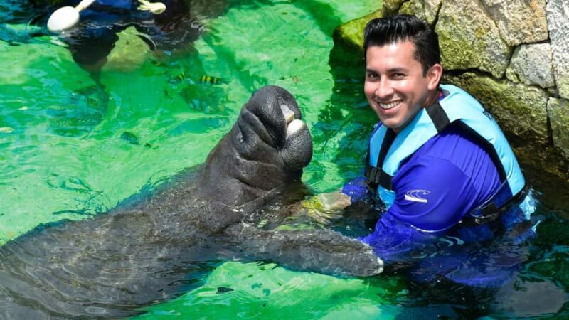 Cancun: Manatee Swimming on Isla Mujeres with Buffet Lunch - The Pros and Cons