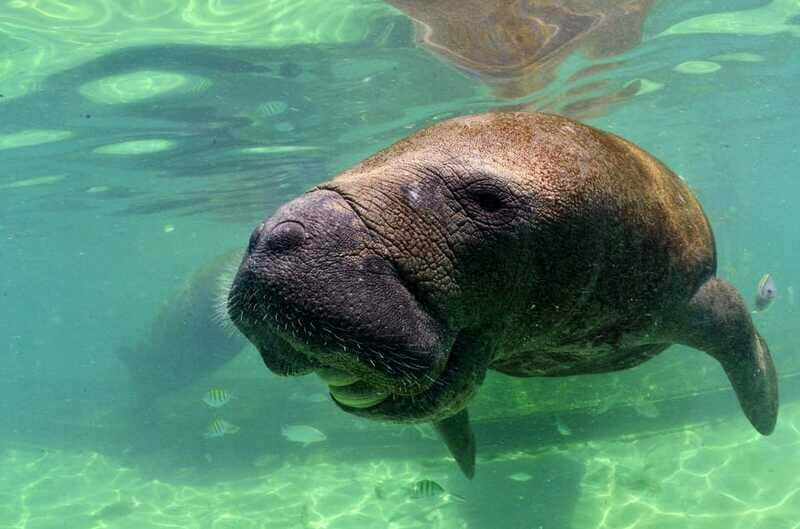 Cancun: Manatee Swimming on Isla Mujeres with Buffet Lunch - In Closing
