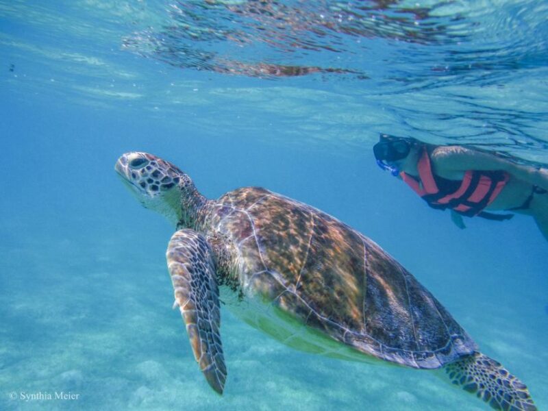 Cancun: Marine Turtle Observation in Akumal - Itinerary and Experience