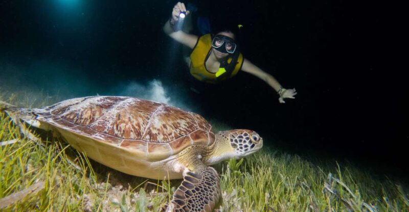 Cancun: Moonlight Snorkeling Tour With Transfer - Key Points