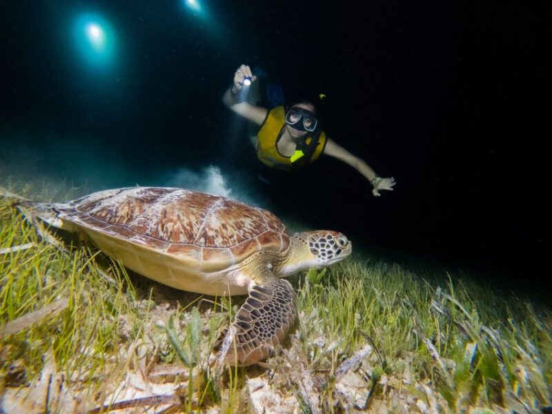 Cancun: Moonlight Snorkeling Tour With Transfer - Experience Highlights
