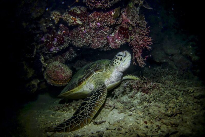 Cancun: Moonlight Snorkeling Tour With Transfer - Pickup and Drop-off Information