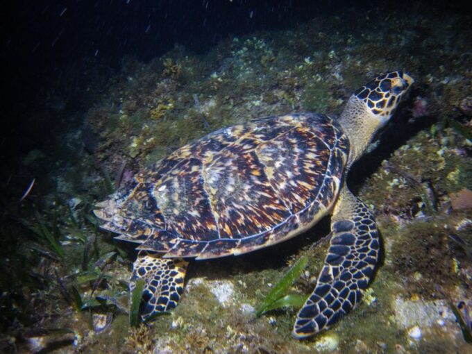 Cancun: Moonlight Snorkeling Tour With Transfer - Frequently Asked Questions