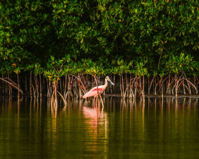 Cancún: Morning or Sunset Kayak Adventure in Nichupte Lagoon - Experience Highlights