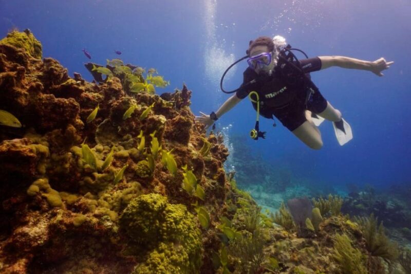 Cancun: MUSA Diving Experience - Dive Itinerary and Details