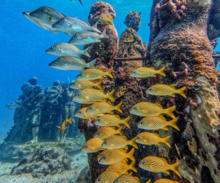 Cancun: Musa Underwater Museum and Reef Scuba Diving Tour - Key Points