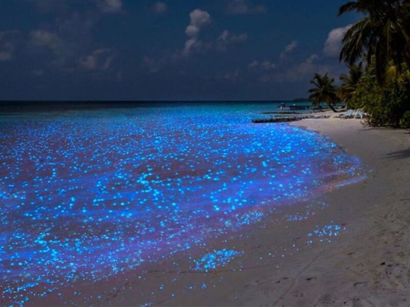 Cancun: Nocturnal Marine Life Snorkeling Experience - Key Points