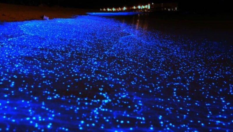 Cancun: Nocturnal Marine Life Snorkeling Experience - Tour Highlights