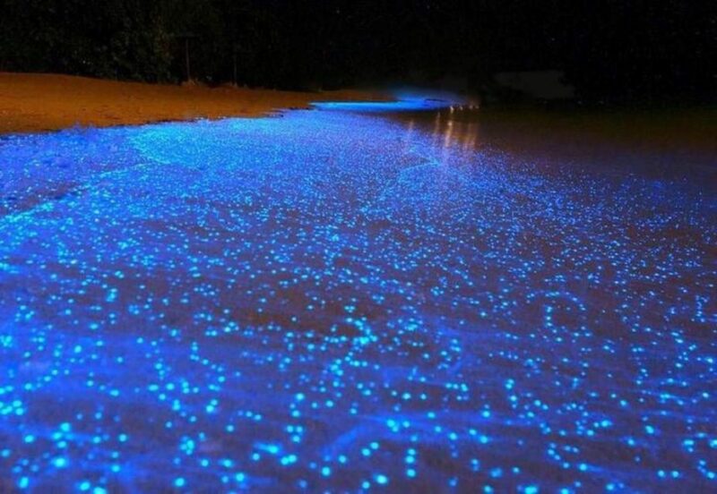 Cancun: Nocturnal Marine Life Snorkeling Experience - Inclusions