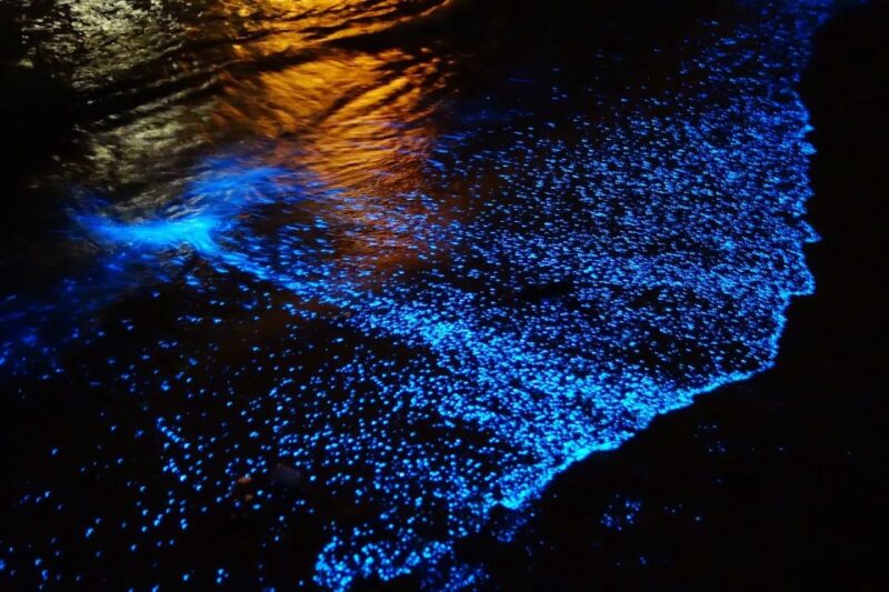 Cancun: Nocturnal Marine Life Snorkeling Experience - Small Group Snorkeling