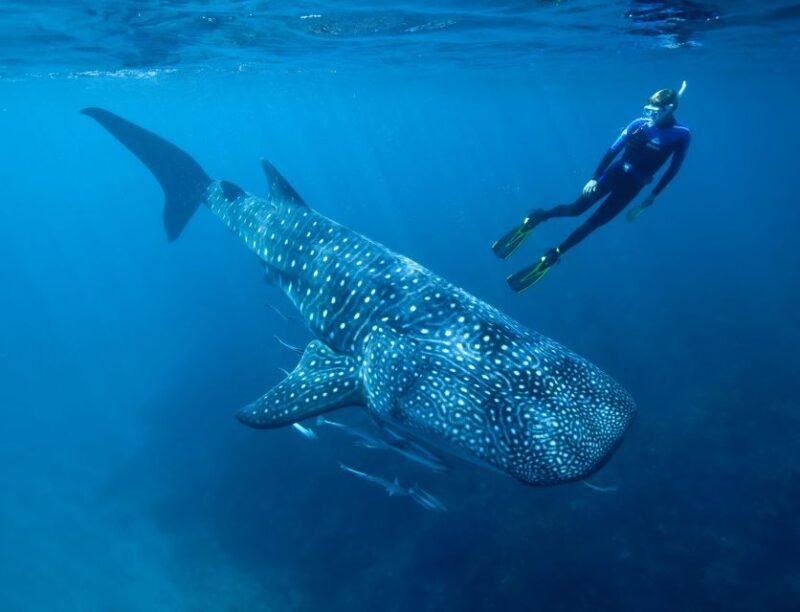 Cancun or Riviera Maya: Whale Shark Tour & Playa Norte Beach - Inclusions and Requirements