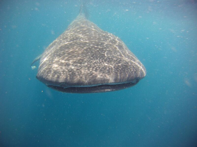 Cancun or Riviera Maya: Whale Shark Tour & Playa Norte Beach - Preparation and Recommendations