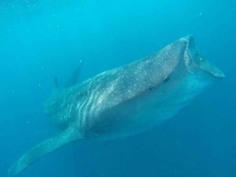 Cancun or Riviera Maya: Whale Shark Tour & Playa Norte Beach - Whale Shark Sighting Guarantee