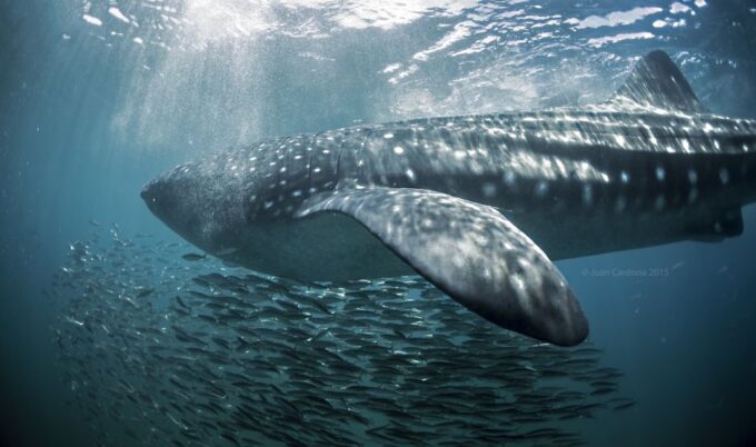 Cancun or Riviera Maya: Whale Shark Tour & Playa Norte Beach - Tour Duration and Schedule