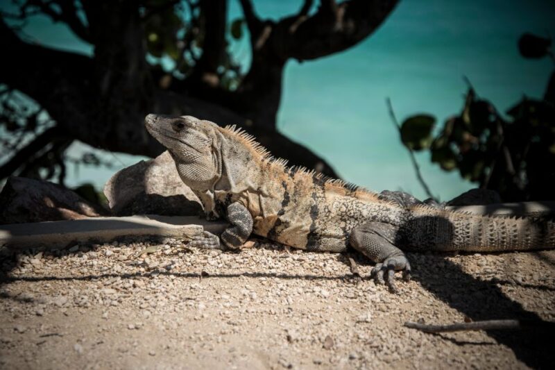 Cancun/Riviera Maya: Tulum Ruins, Sea Turtle Swim & Cenotes - Key Points