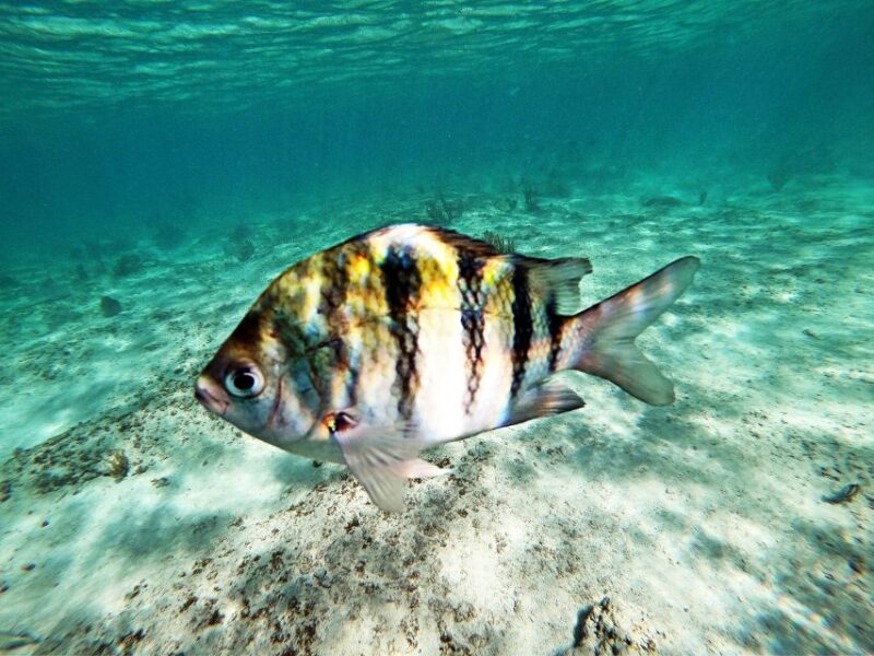 Cancun/Riviera Maya: Tulum Ruins, Sea Turtle Swim & Cenotes - Pricing and Duration
