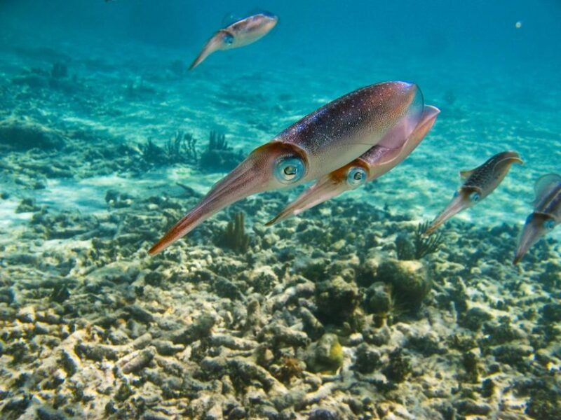 Cancun/Riviera Maya: Tulum Ruins, Sea Turtle Swim & Cenotes - Included and Excluded