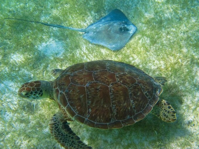 Cancun/Riviera Maya: Tulum Ruins, Sea Turtle Swim & Cenotes - Recommendations and Restrictions