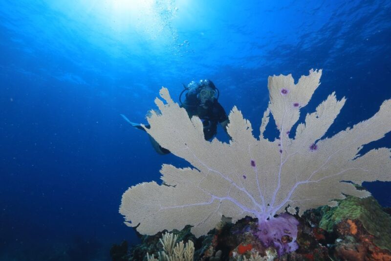 Cancun: Scuba Diving for Beginners, 2 Dives - Full SCUBA Equipment