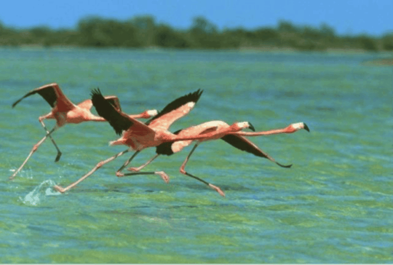 Cancun: Sian Kaan Adventure and Dolphin Sightseeing - Experience Highlights