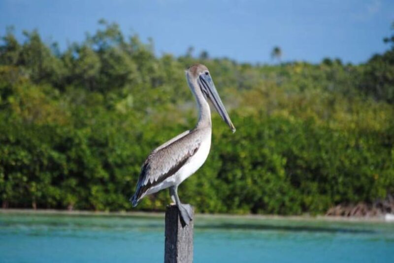 Cancun: Sian Kaan Adventure and Dolphin Sightseeing - Itinerary Details