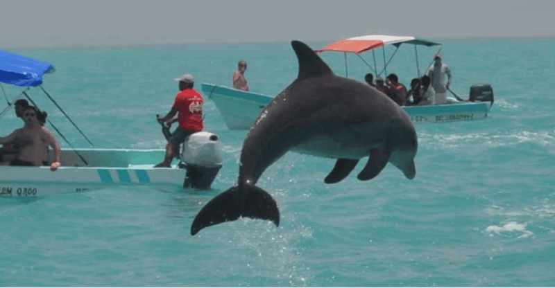 Cancun: Sian Kaan Adventure and Dolphin Sightseeing - Frequently Asked Questions