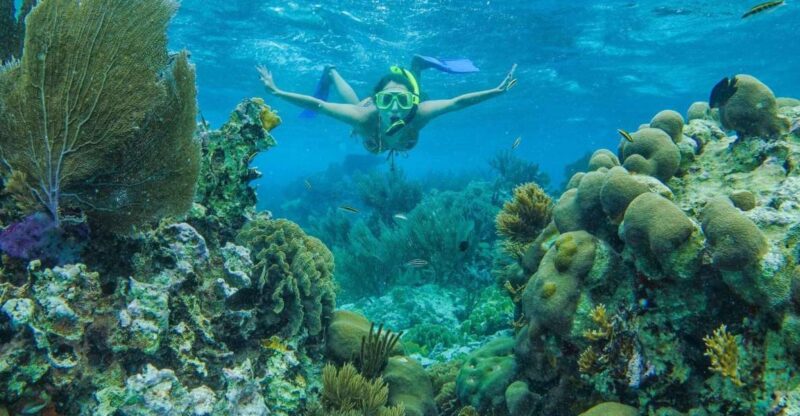 Cancun: Snorkel in MUSA Undewater Museum and Reef - Inclusions and Exclusions