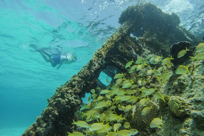 Cancun Snorkeling Adventure: Underwater Museum, Reef & Shipwreck - Customer Feedback