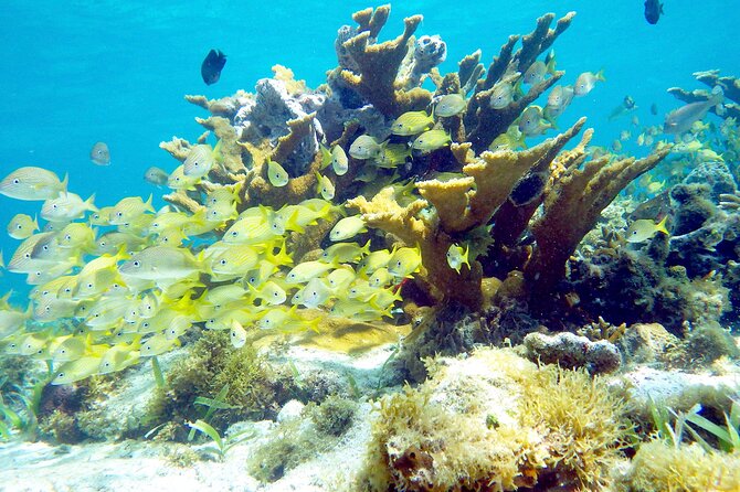 Cancun Snorkeling Adventure: Underwater Museum, Reef & Shipwreck - Photography Service