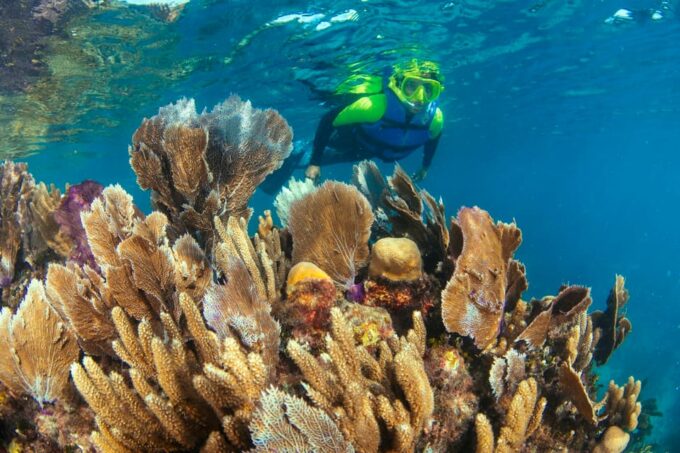 Cancun: Snorkeling Tour at MUSA The Underwater Museum - Additional Fees