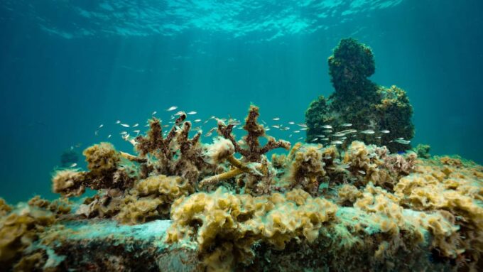 Cancun: Snorkeling Tour at MUSA The Underwater Museum - Logistics and Considerations