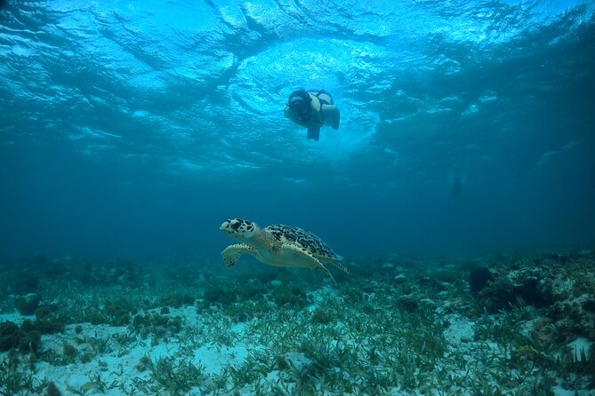 Cancun Snorkeling Tour: Swim With Turtles, Reef, Underwater Museum and Shipwreck - Snorkeling at El Meco Reef