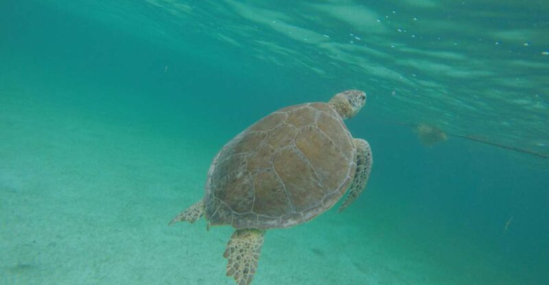 Cancún: Snorkeling With Marine Turtles and Cenote Swim - Key Points