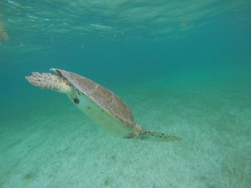 Cancún: Snorkeling With Marine Turtles and Cenote Swim - Age and Health Restrictions