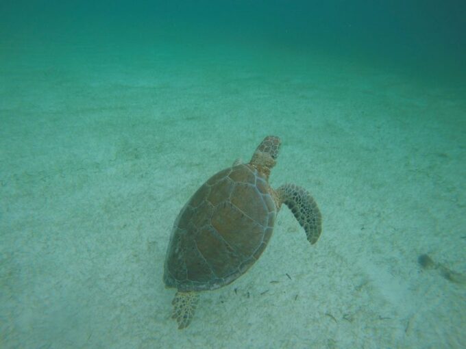 Cancún: Snorkeling With Marine Turtles and Cenote Swim - Frequently Asked Questions