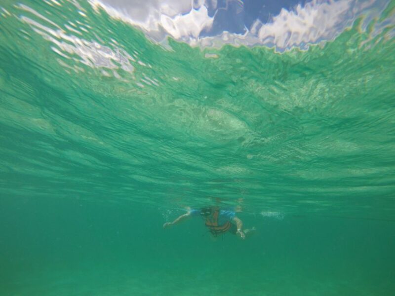 Cancún: Snorkeling With Marine Turtles - Key Points