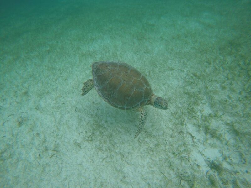Cancún: Snorkeling With Marine Turtles - Activity Duration