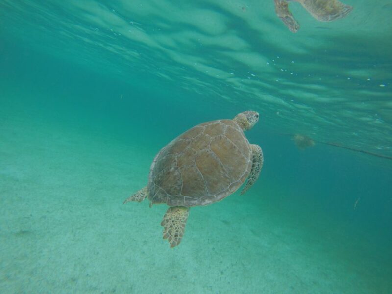 Cancún: Snorkeling With Marine Turtles - Language Options