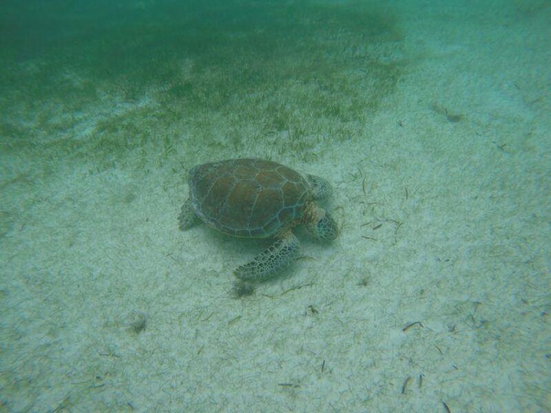 Cancún: Snorkeling With Marine Turtles - Cancellation Policy
