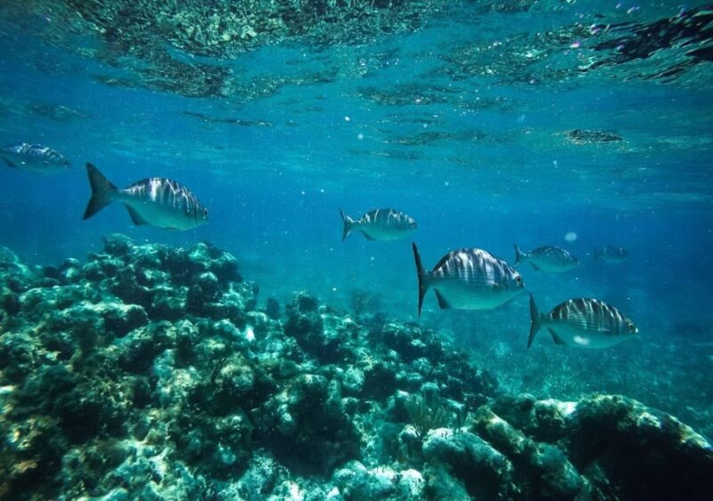 Cancun: Speedboat Ride and Snorkeling Adventure - Key Points