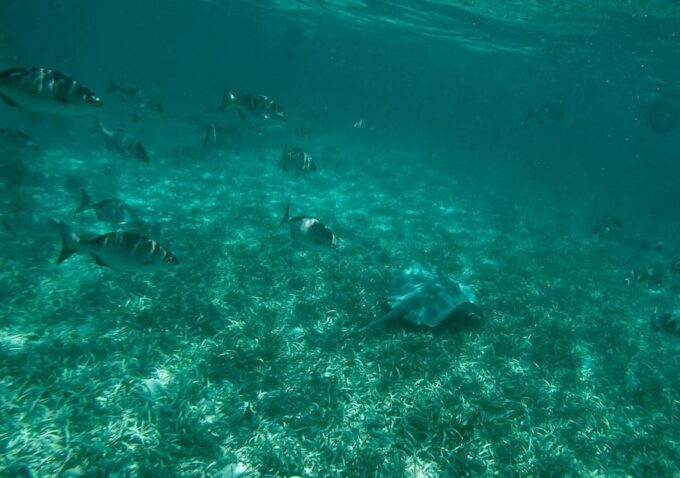 Cancun: Speedboat Ride and Snorkeling Adventure - Customer Rating