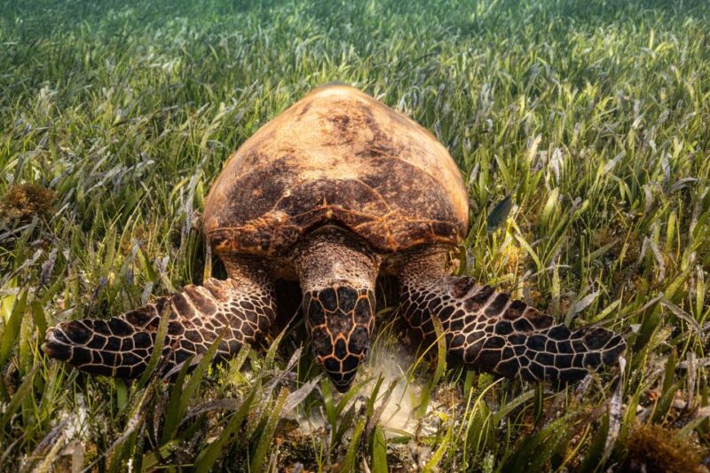Cancun: Sunrise Snorkeling Tour With 5 Stops and Pickup - Experience and Itinerary