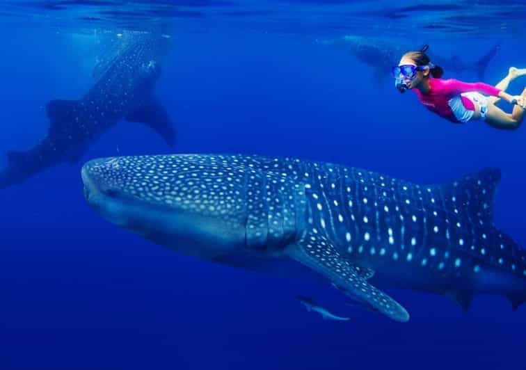 Cancun: Swim and Snorkel With Whale Sharks, Includes Snacks - Pricing and Availability