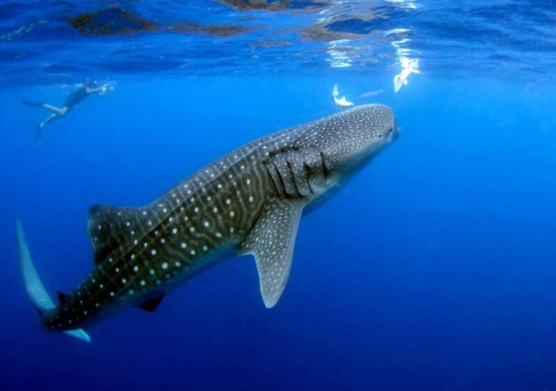 Cancun: Swim and Snorkel With Whale Sharks, Includes Snacks - Inclusions and Amenities