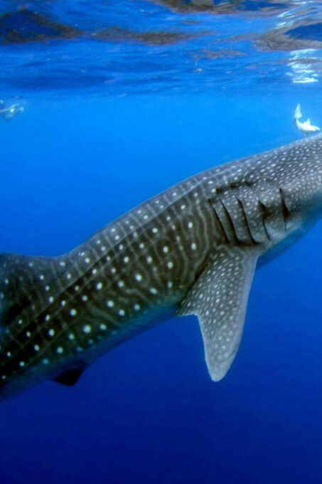 Cancun: Swim and Snorkel With Whale Sharks, Includes Snacks - Weather and Group Dynamics