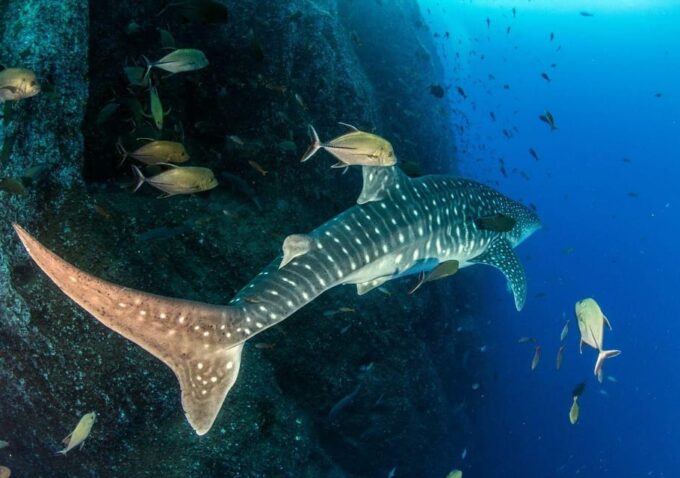Cancun: Swim and Snorkel With Whale Sharks, Includes Snacks - Frequently Asked Questions