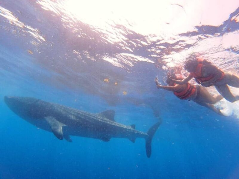 Cancun: Swim With Whale Sharks - Key Points