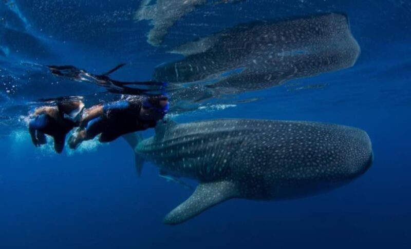 Cancun: Swim With Whale Sharks - Itinerary and Transportation