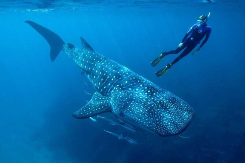 Cancun: Swim With Whale Sharks - Experience Highlights